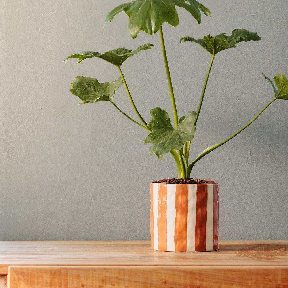 Home.Life Planter Natural Bold Stripe Autumn-DÃ©cor