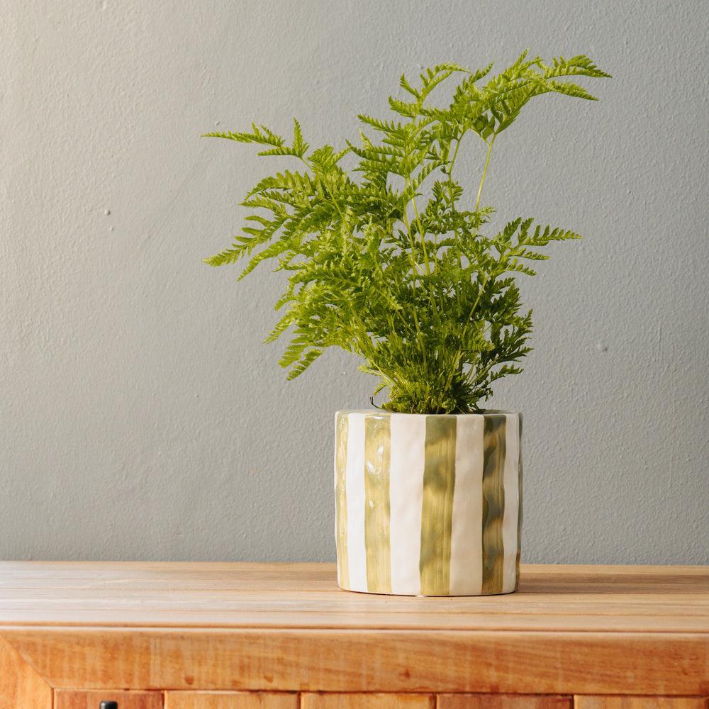 Home.Life Planter Natural Bold Stripe Forest-DÃ©cor